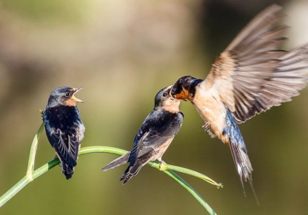 BarnSwallows BarnSwallows