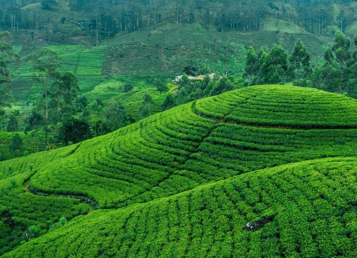Sri-Lankan-Tea-estate Sri-Lankan-Tea-estate